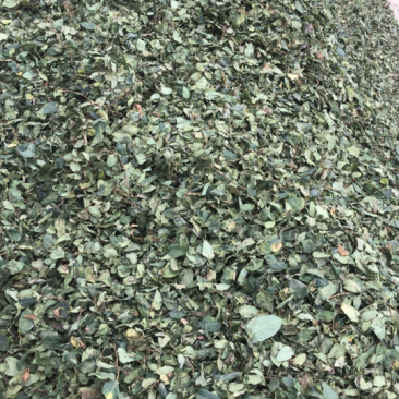 金银花叶子
