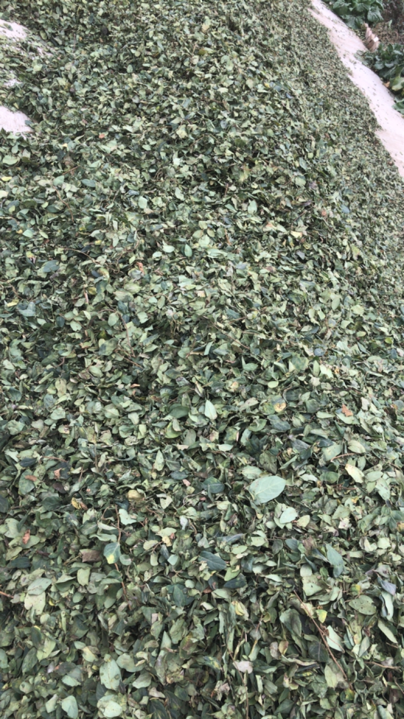 金银花叶子