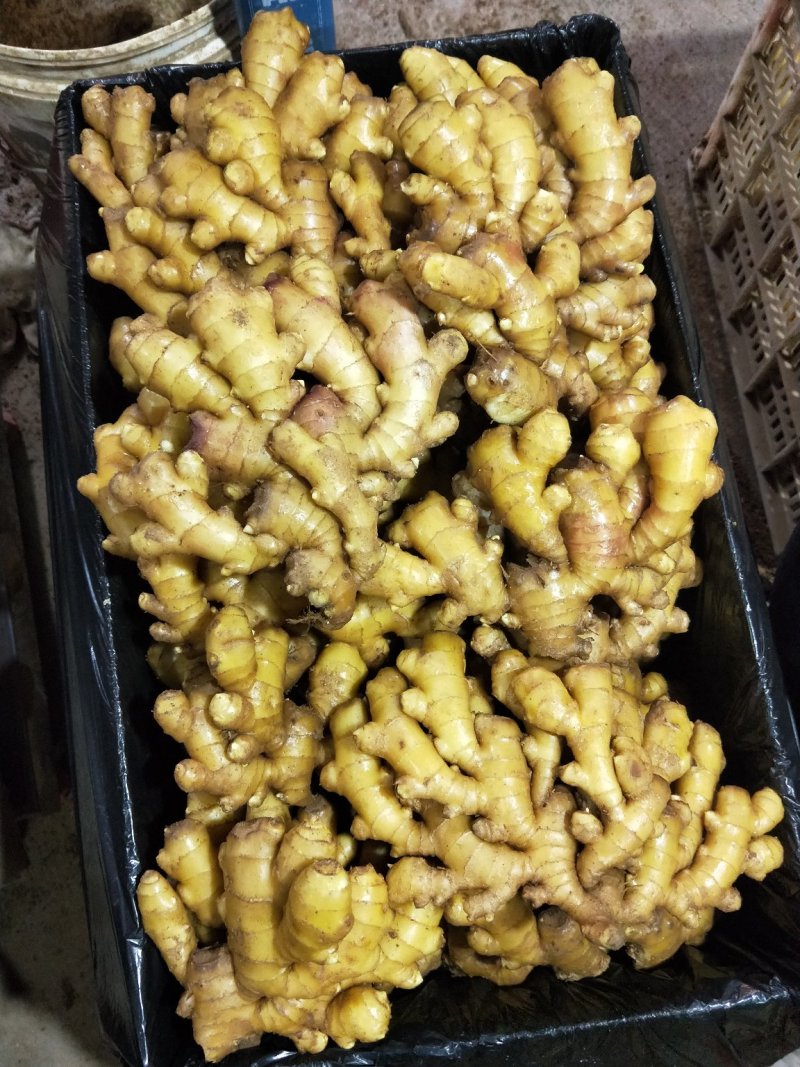山东精品生姜大量供应沙土姜水洗姜品种多货源充足大量现货