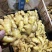 山东精品生姜大量供应沙土姜水洗姜品种多货源充足大量现货