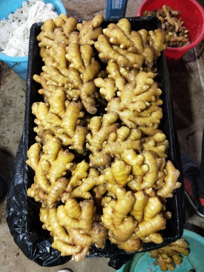 山东精品生姜大量供应沙土姜水洗姜品种多货源充足大量现货