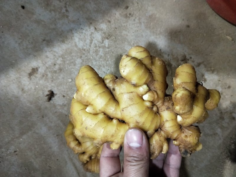 山东精品生姜大量供应沙土姜水洗姜品种多货源充足大量现货