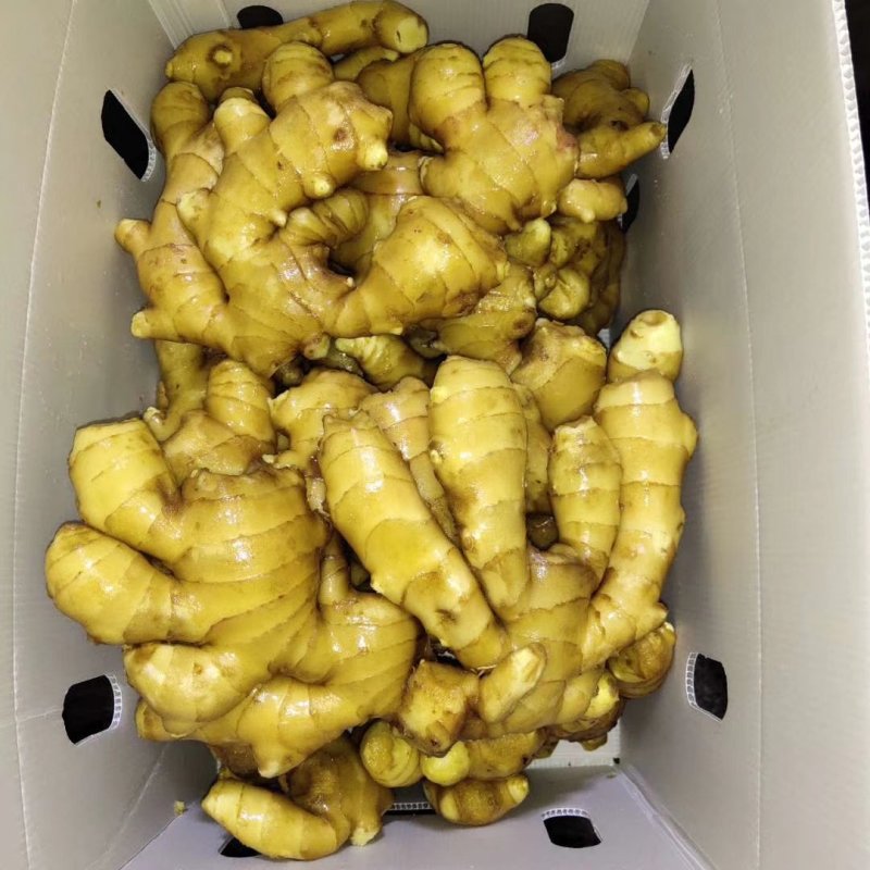 山东精品生姜大量供应沙土姜水洗姜品种多货源充足大量现货