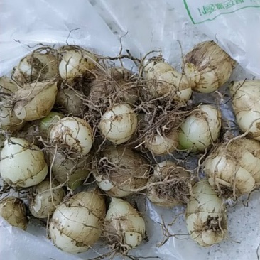圆白芨野生小白芨纯野生，要货的赶紧联系，晚了就没货了