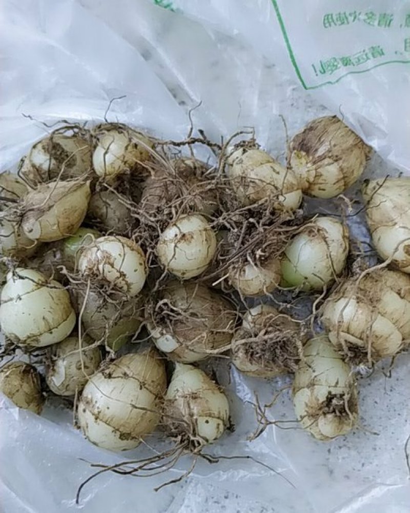圆白芨野生小白芨纯野生，要货的赶紧联系，晚了就没货了