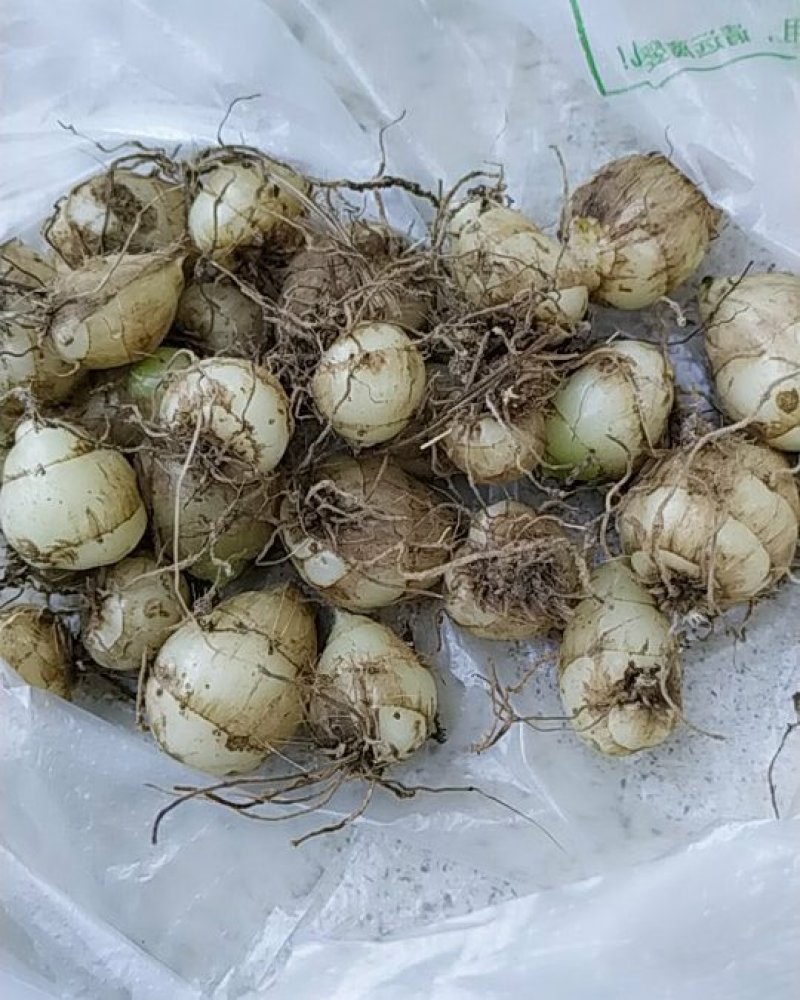 圆白芨野生小白芨纯野生，要货的赶紧联系，晚了就没货了