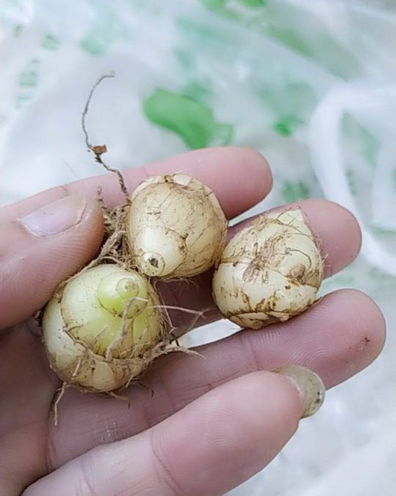 圆白芨野生小白芨纯野生，要货的赶紧联系，晚了就没货了