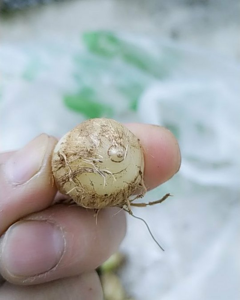 圆白芨野生小白芨纯野生，要货的赶紧联系，晚了就没货了