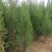 侧柏小苗现货供应高度50-80公分基地大量出售