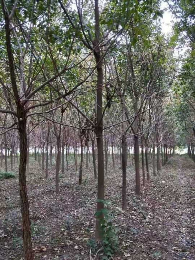 重阳木小苗