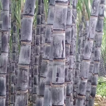 广西黑皮甘蔗产地直销，保质保量，甜度包甜，有便宜回头车！
