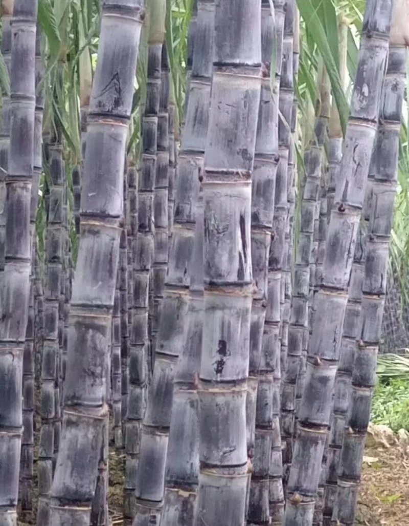 广西黑皮甘蔗产地直销，保质保量，甜度包甜，有便宜回头车！