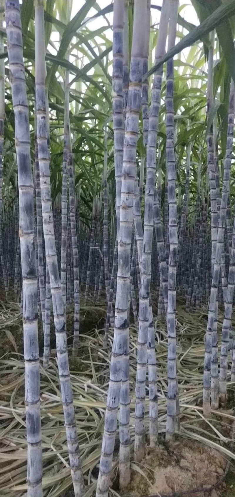 广西黑皮甘蔗产地直销，保质保量，甜度包甜，有便宜回头车！