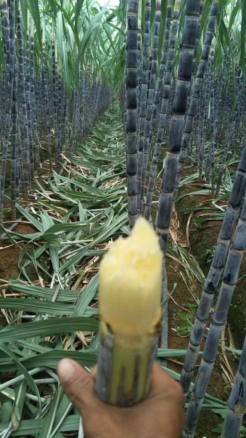 广西黑皮甘蔗产地直销，保质保量，甜度包甜，有便宜回头车！