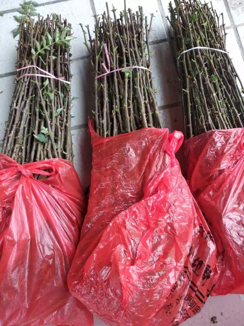 大红袍花椒苗一年生大红袍花椒苗批发