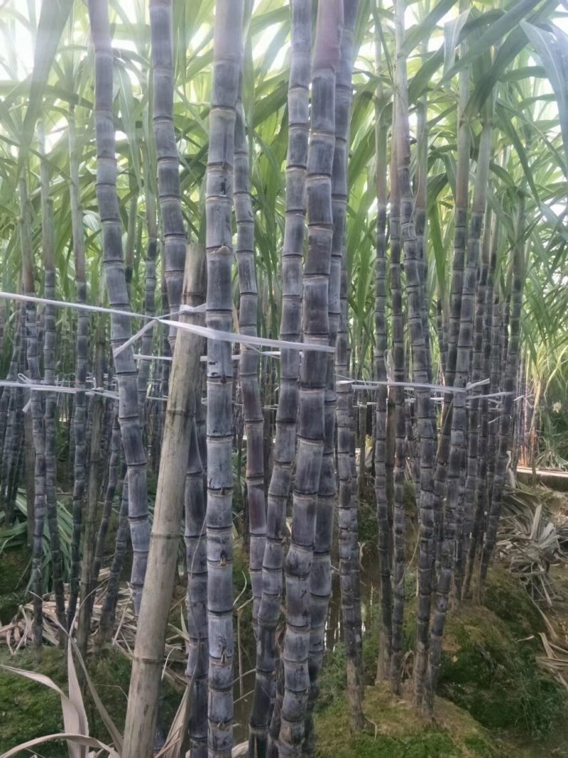 广西黑皮甘蔗产地直销，保质保量，甜度包甜，有便宜回头车！