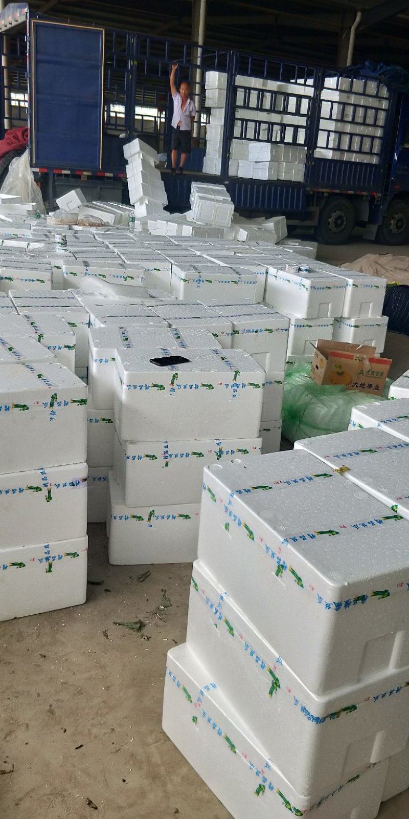 鲜花丝瓜精品长40公分左右：常年供应上货量大