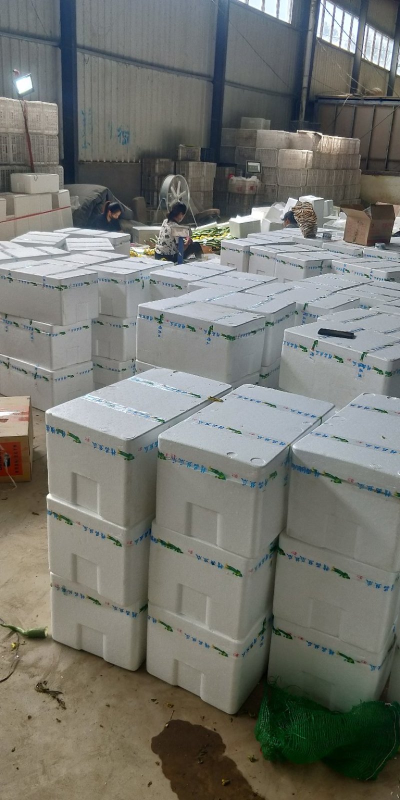鲜花丝瓜精品长40公分左右：常年供应上货量大