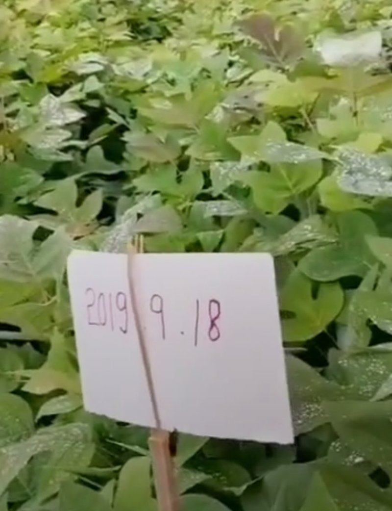 马褂木小苗，3公分马褂木，4公分马褂木，5公分公分马褂木