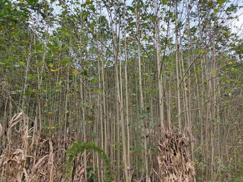 马褂木小苗，3公分马褂木，4公分马褂木，5公分公分马褂木