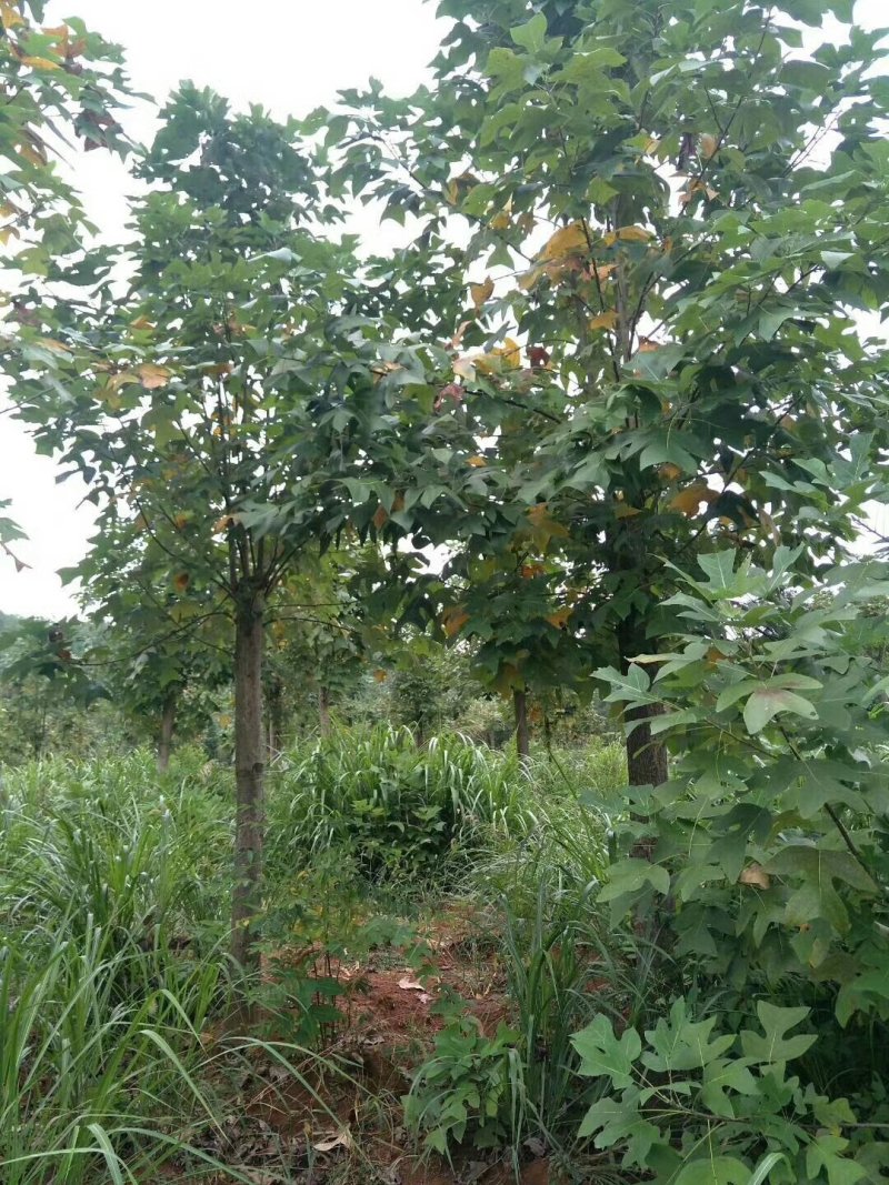 马褂木小苗，3公分马褂木，4公分马褂木，5公分公分马褂木