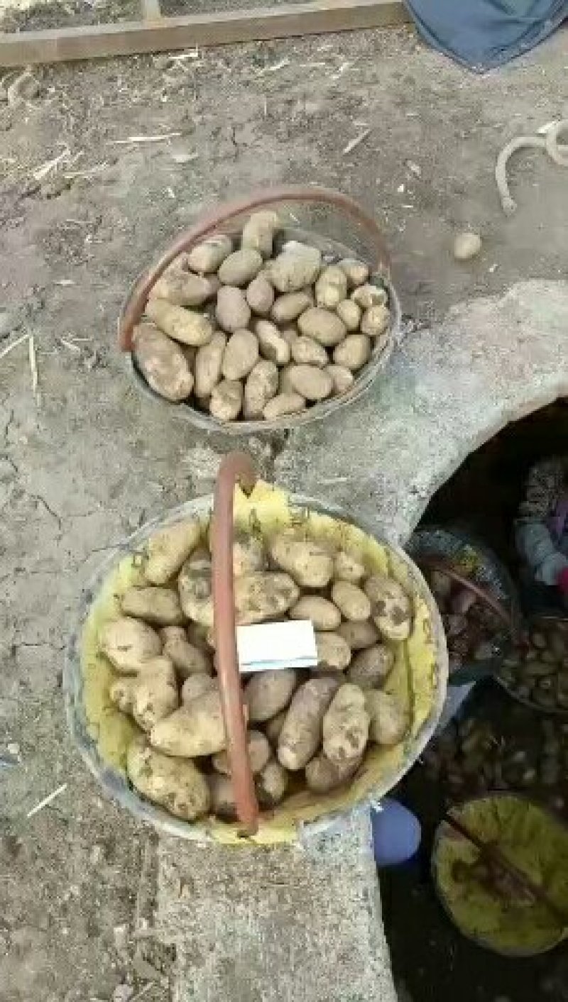 荷兰十五土豆种子，荷兰806种子，荷兰七种子，费乌瑞它。