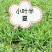 优质半夏种苗，自己基地生产，可视频看货，可寄样品