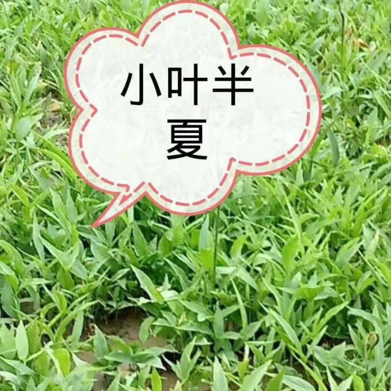 优质半夏种苗，自己基地生产，可视频看货，可寄样品
