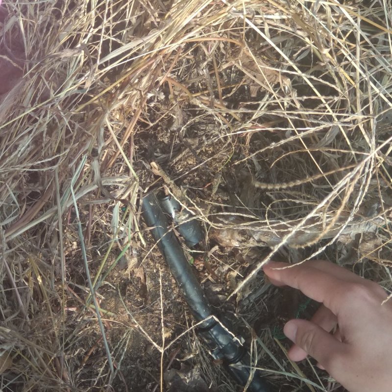 软枣猕猴桃苗正经龙二组培脱毒苗根系发达