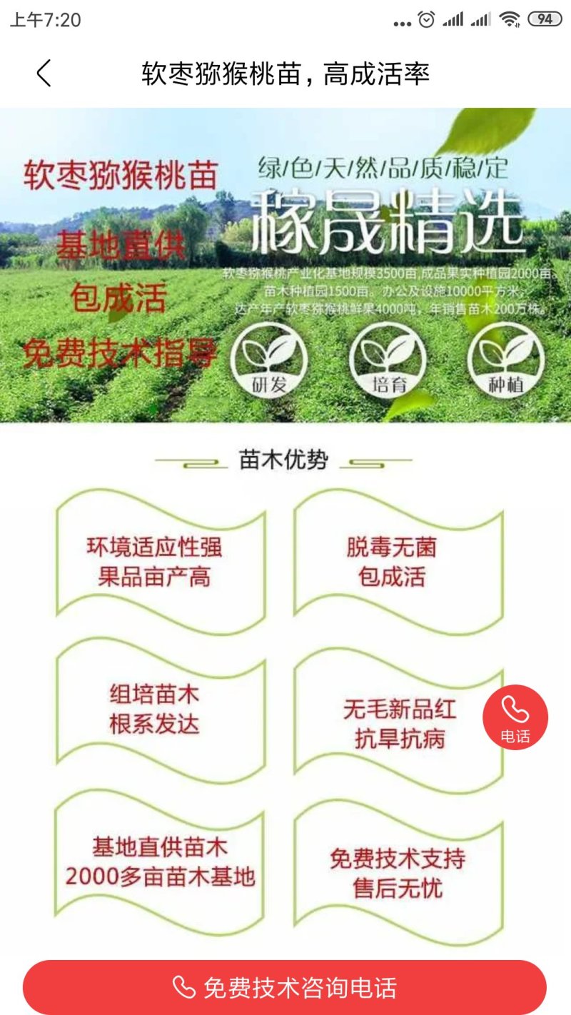 软枣猕猴桃苗正经龙二组培脱毒苗根系发达