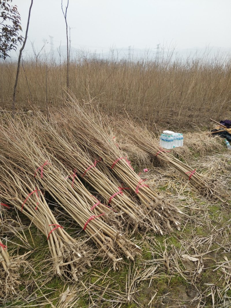 乌桕小苗，2公分乌桕，3公分乌桕，乌桕种子