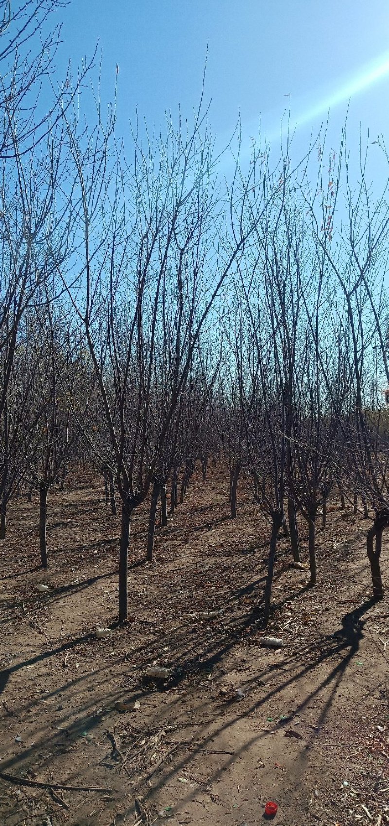 山桃树，山桃，京桃，乔木，山桃小苗，丛生山桃