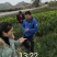 柑橘苗蜜橘特早柑大叶兴津叶桔苗官本兴津日南一号