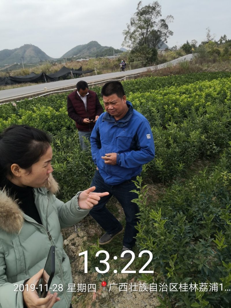 柑橘苗蜜橘特早柑大叶兴津叶桔苗官本兴津日南一号