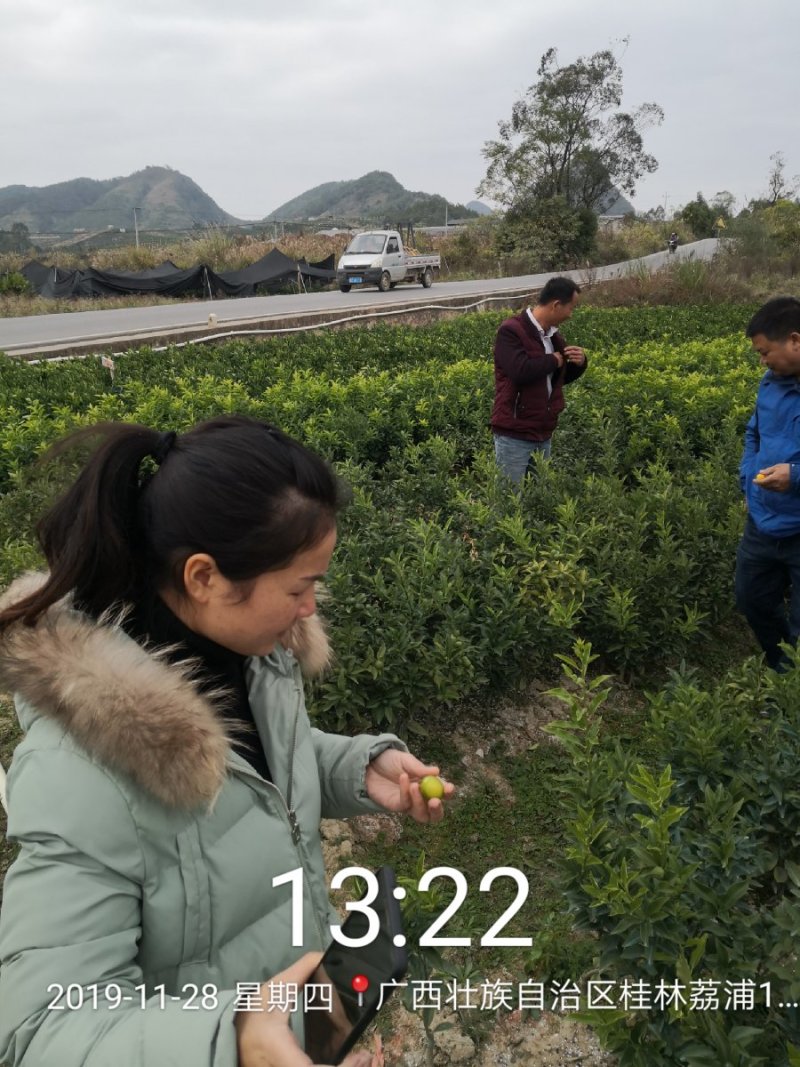 柑橘苗蜜橘特早柑大叶兴津叶桔苗官本兴津日南一号