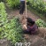 苗圃直销优质沃柑苗无籽沃柑苗粗壮苗靓现挖现发