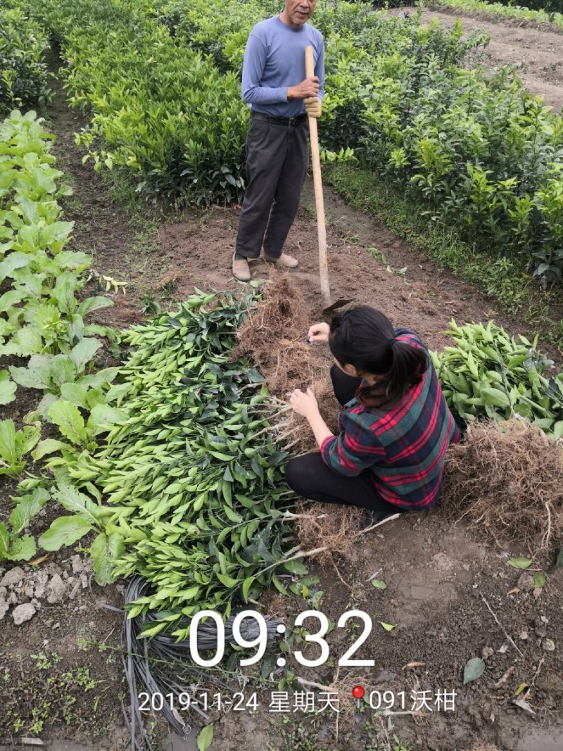 苗圃直销优质沃柑苗无籽沃柑苗粗壮苗靓现挖现发