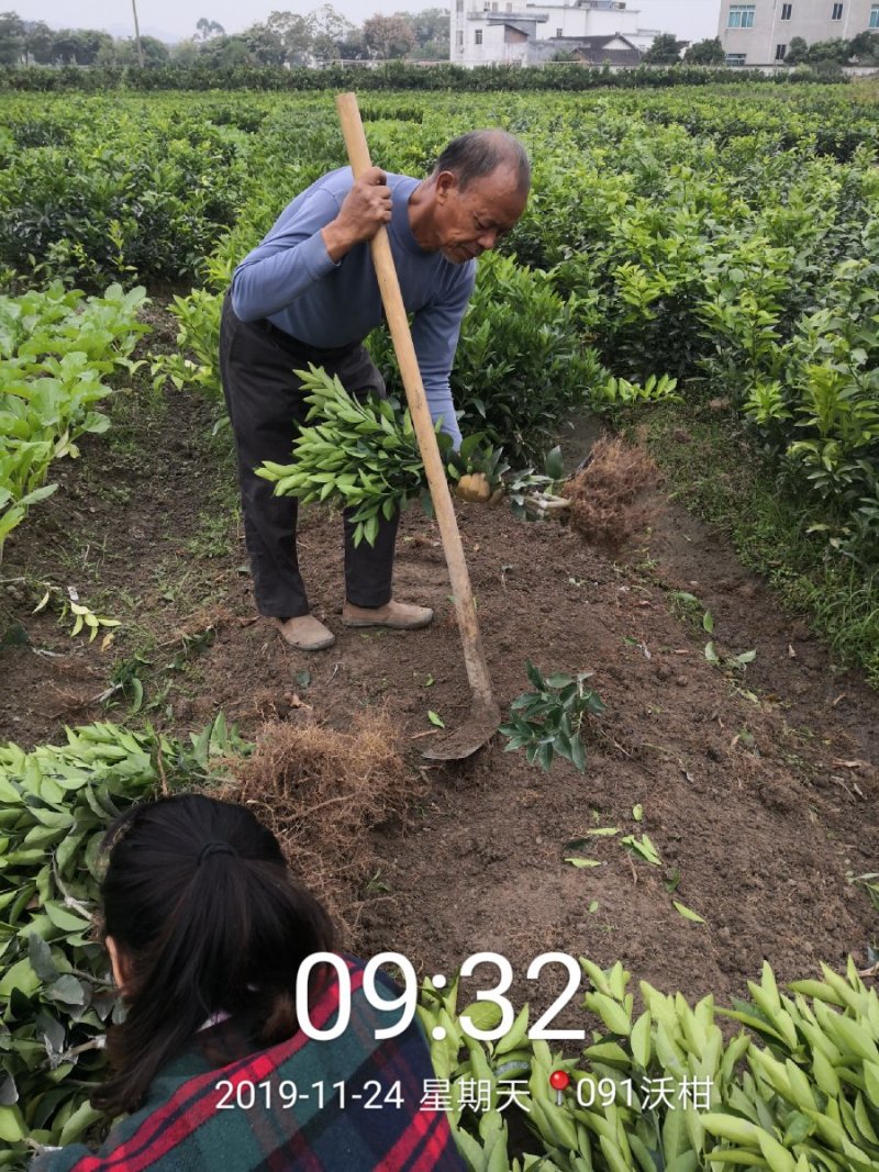 苗圃直销优质沃柑苗无籽沃柑苗粗壮苗靓现挖现发