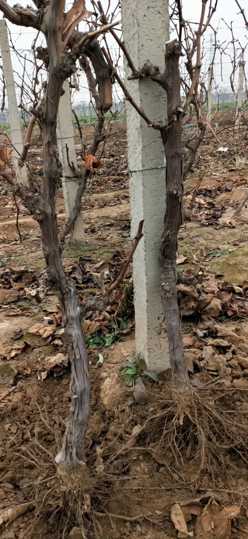 占地葡萄树，大葡萄苗，3到5公分，隔年结果