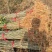 无患子小苗，一年生无患子，3公分无患子，5公分无患子