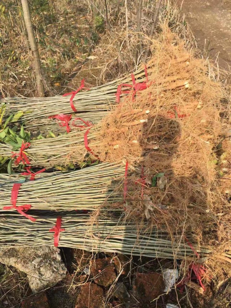 无患子小苗，一年生无患子，3公分无患子，5公分无患子