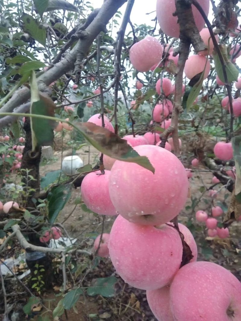 山东红富士苹果产地批发。一手货源。口感脆甜。（全国发货)