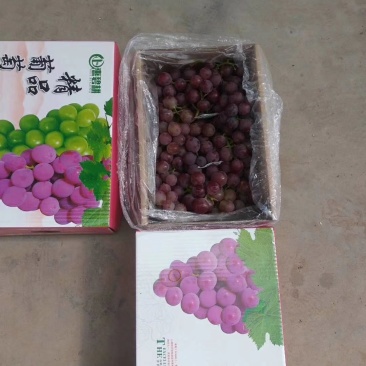 河北巨峰礼盒葡萄5斤装。对接电商。一手货源