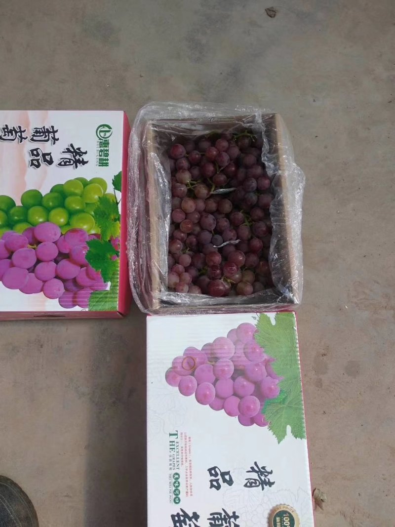 河北巨峰礼盒葡萄5斤装。对接电商。一手货源