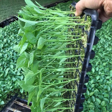 辣椒苗线椒苗螺丝椒苗苗尖椒羊角椒皱皮泡椒苗菜椒