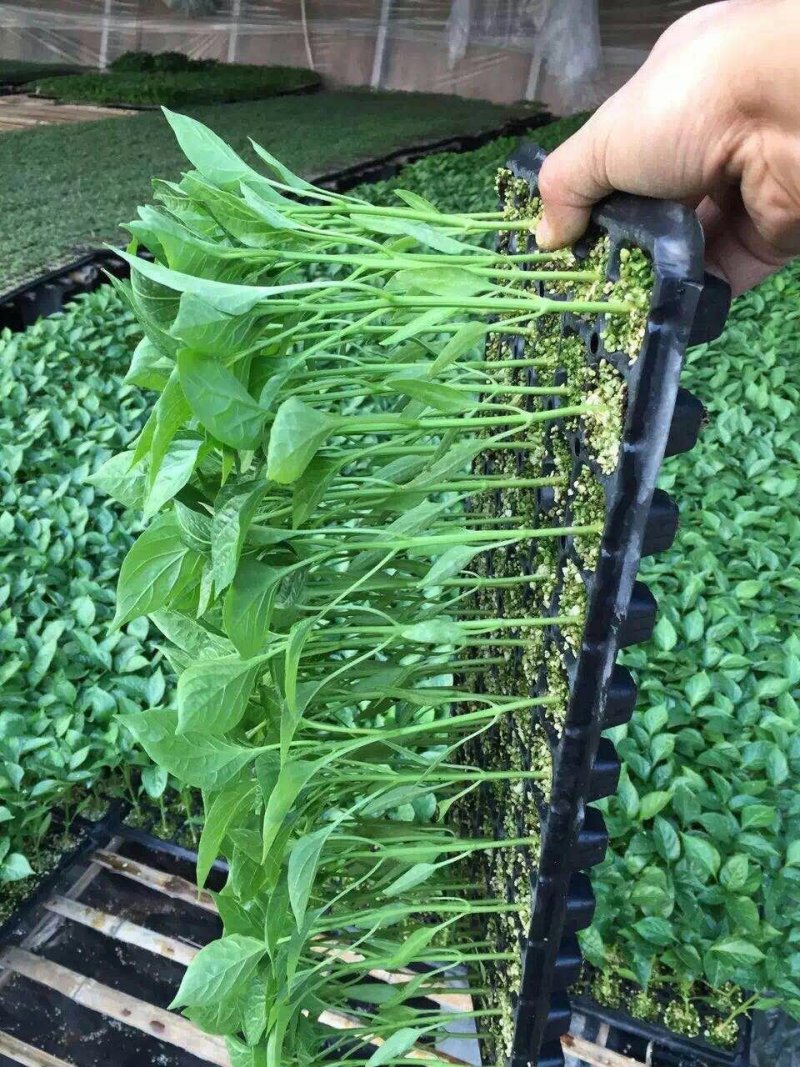 辣椒苗线椒苗螺丝椒苗苗尖椒羊角椒皱皮泡椒苗菜椒