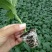 辣椒苗线椒苗螺丝椒苗苗尖椒羊角椒皱皮泡椒苗菜椒