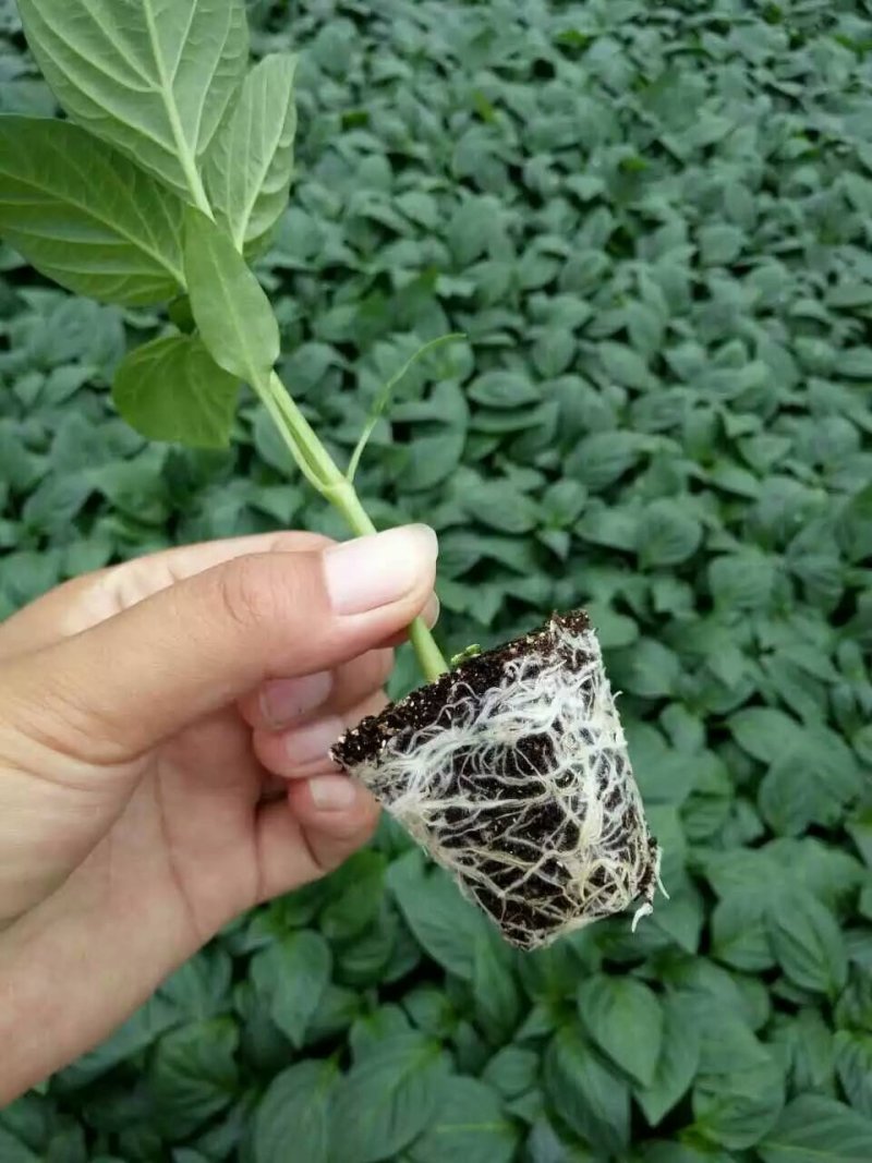 辣椒苗线椒苗螺丝椒苗苗尖椒羊角椒皱皮泡椒苗菜椒