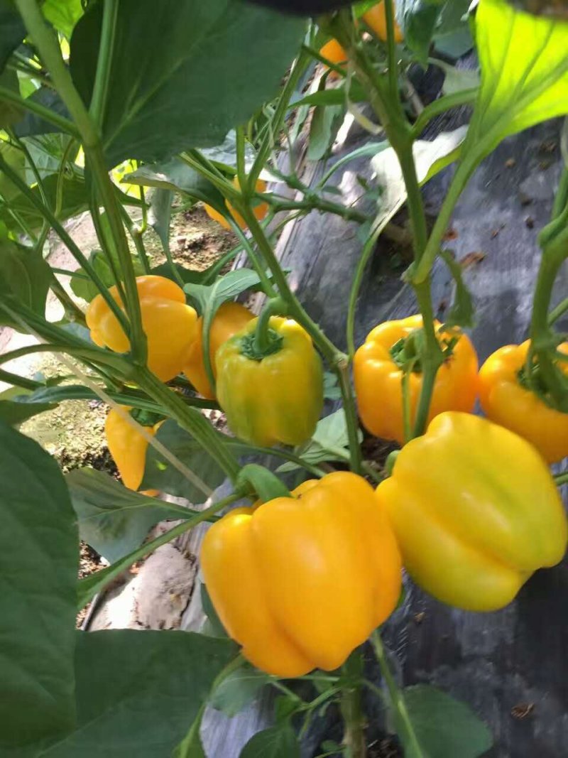 辣椒苗线椒苗螺丝椒苗苗尖椒羊角椒皱皮泡椒苗菜椒