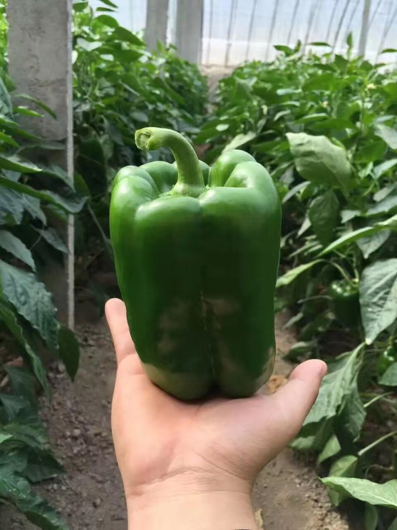 辣椒苗线椒苗螺丝椒苗苗尖椒羊角椒皱皮泡椒苗菜椒